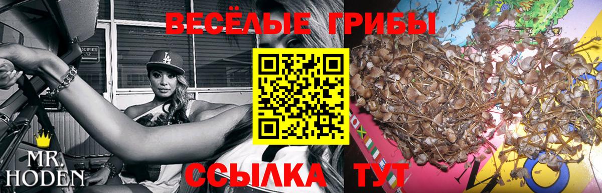 Галлюциногенные грибы Cubensis Коркино