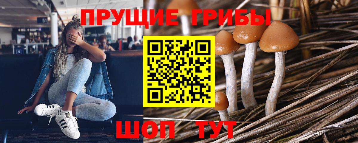 Галлюциногенные грибы прущие грибы  Псилоцибиновые грибы Cubensis  Вход с VPN  Коркино 